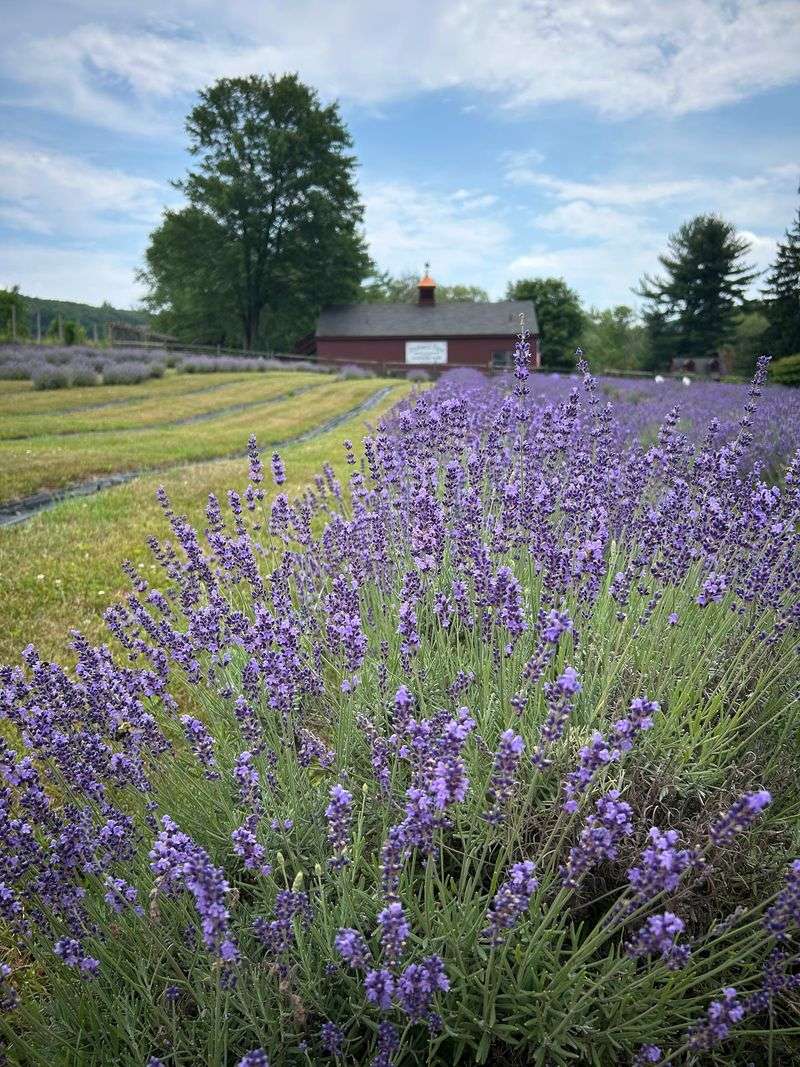 A Lavender Farm Tucked Into Port Murray A Lavender Farm Tucked Into Port Murray