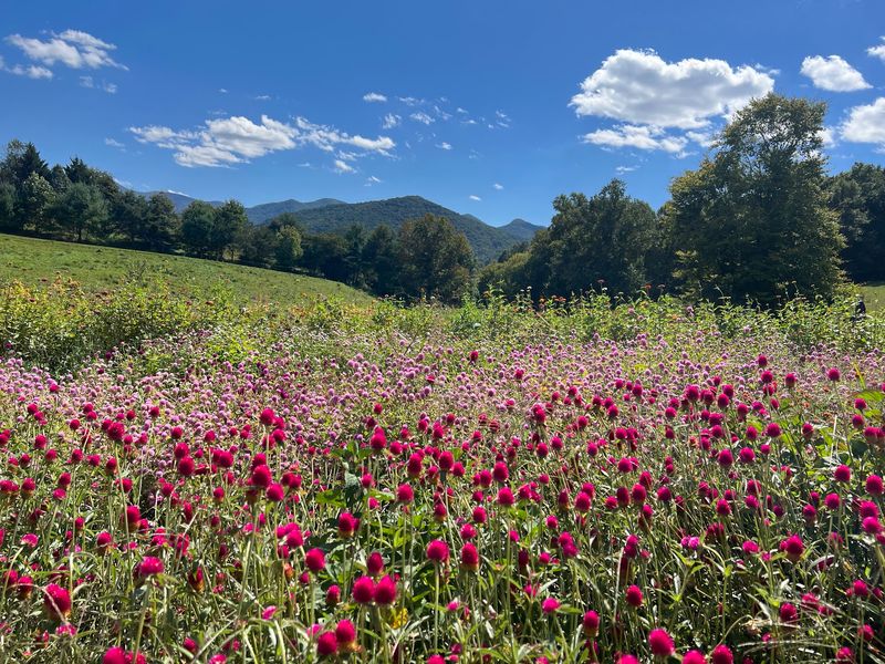 A Mountain Meadow Just Beyond Asheville A Mountain Meadow Just Beyond Asheville
