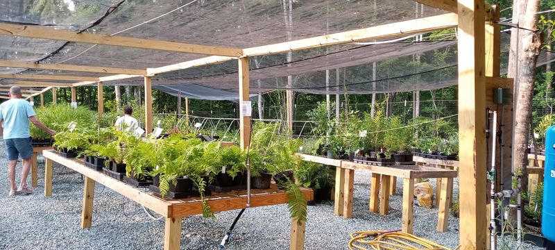A Nursery Built Around North Carolina Natives A Nursery Built Around North Carolina Natives