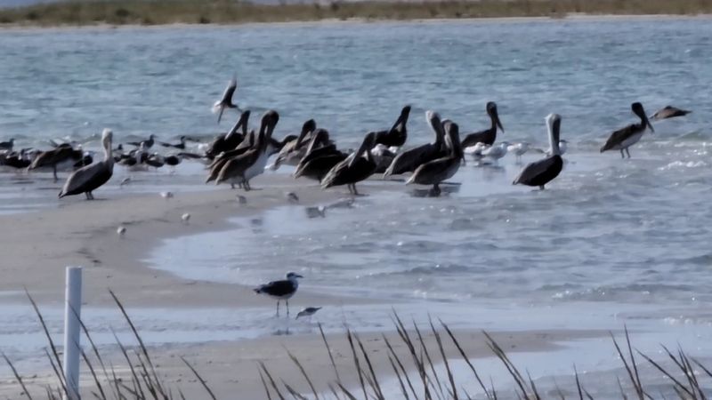 A Paradise for Birds and Coastal Wildlife