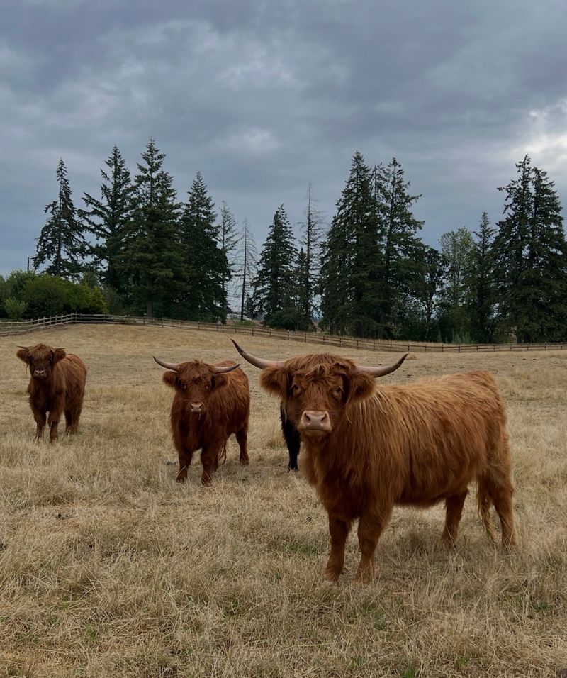 A Pasture Hideaway In Aurora A Pasture Hideaway In Aurora