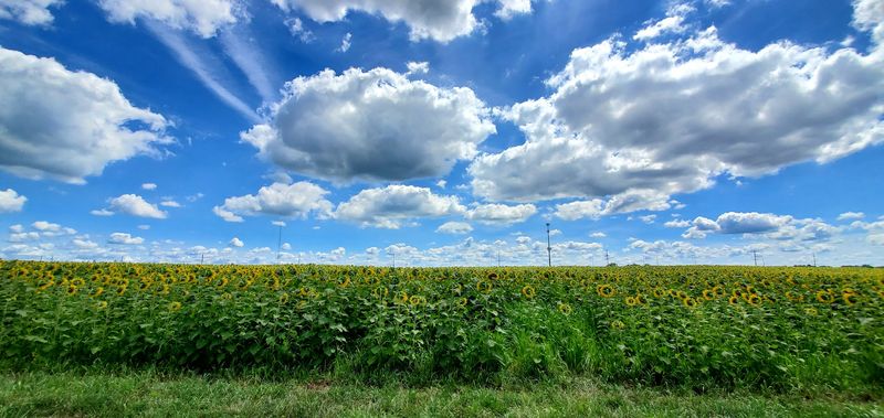 A Photographer's Natural Studio in the Field