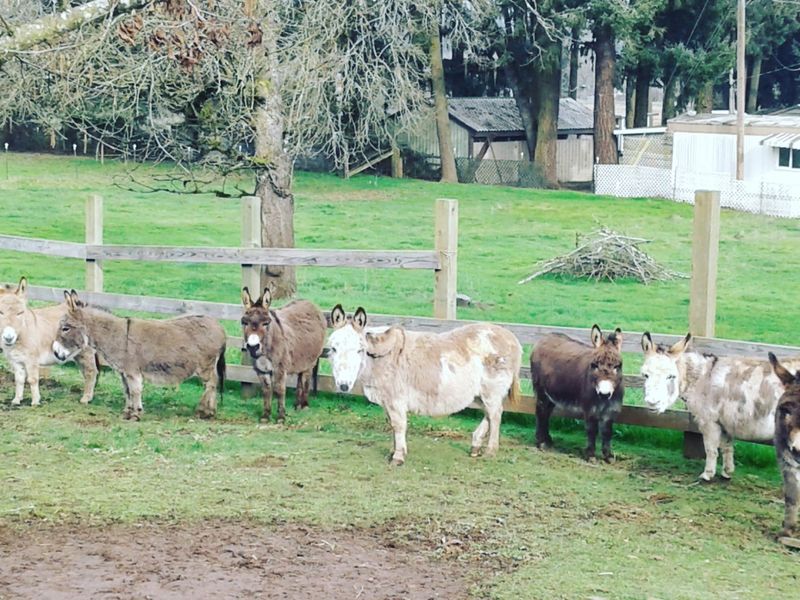 A Quiet Farm Off SW Tooze Road