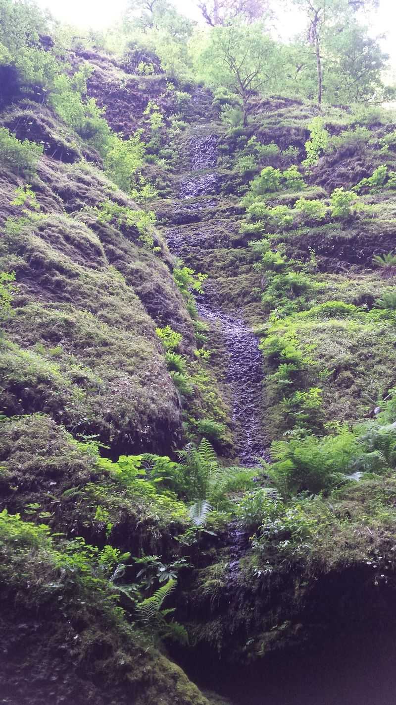A Rare Botanical Wonderland A Rare Botanical Wonderland