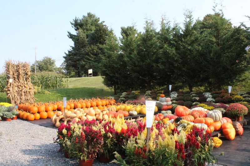 A Seasonal Tradition Worth Building Into Your Year A Seasonal Tradition Worth Building Into Your Year