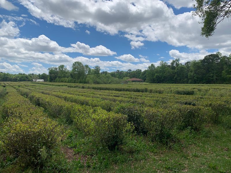 A Soft Verdict From the Tea Rows