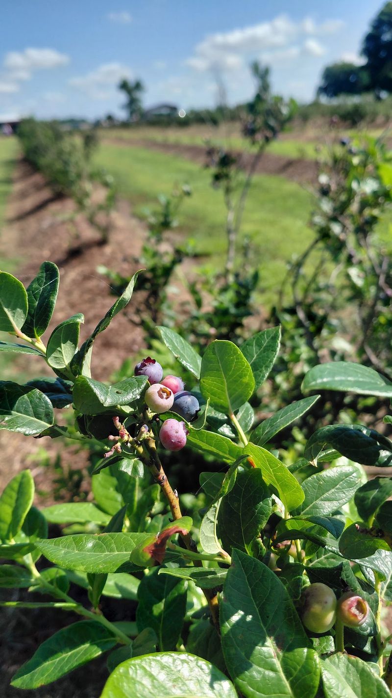 A Soft Verdict on a Farm Worth Knowing About A Soft Verdict on a Farm Worth Knowing About