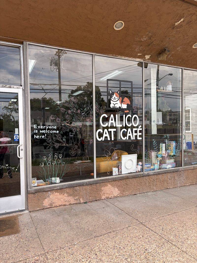 A South Jersey Cat Café On White Horse Pike A South Jersey Cat Café On White Horse Pike