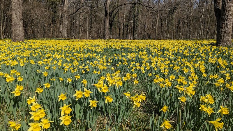 A Spring-Only Wonder You Cannot Rush A Spring-Only Wonder You Cannot Rush
