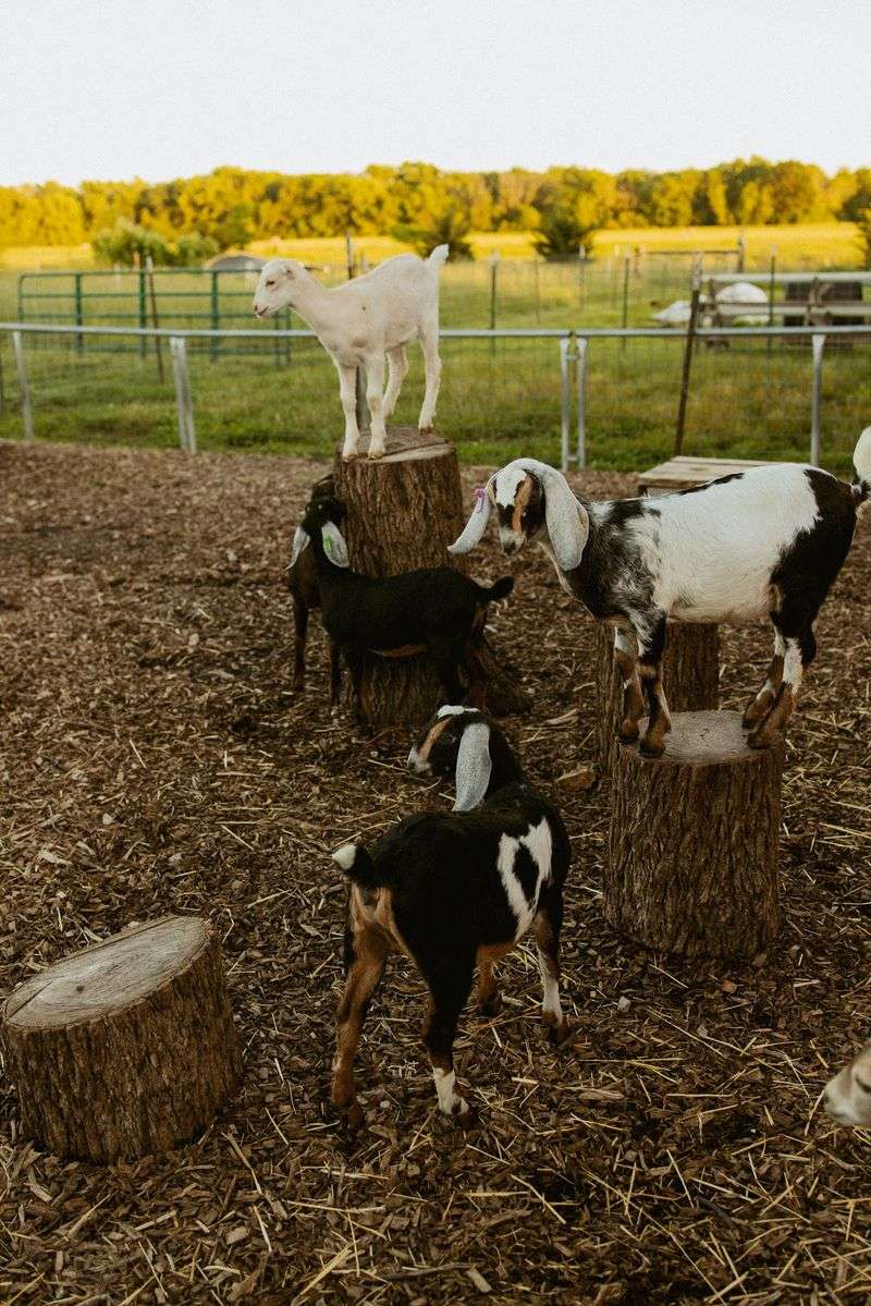 A Story Built Around Goats A Story Built Around Goats
