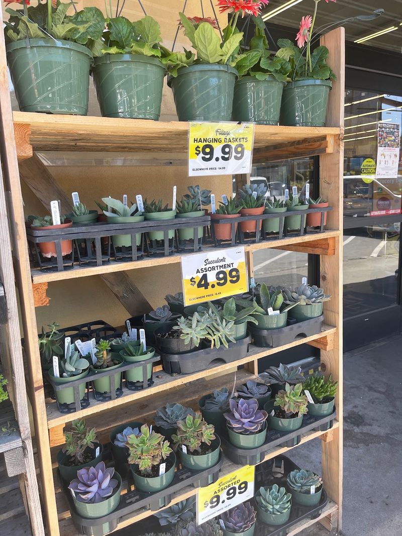 A Surprising Selection of Plants and Home Decor A Surprising Selection of Plants and Home Decor