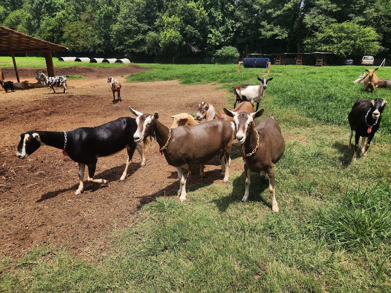 A Sweet Verdict from the Goat Pen A Sweet Verdict from the Goat Pen