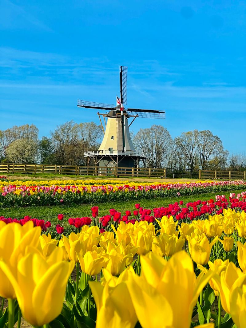 A Tulip Farm in Cream Ridge A Tulip Farm in Cream Ridge