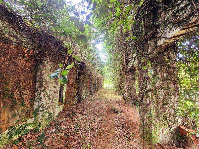 A Vanished Town Hiding in the North Florida Scrub A Vanished Town Hiding in the North Florida Scrub