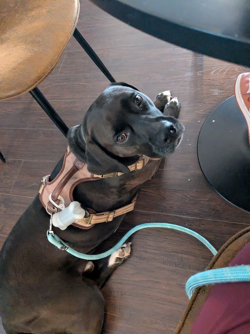 A Warm Welcome, Even For Four-Legged Friends