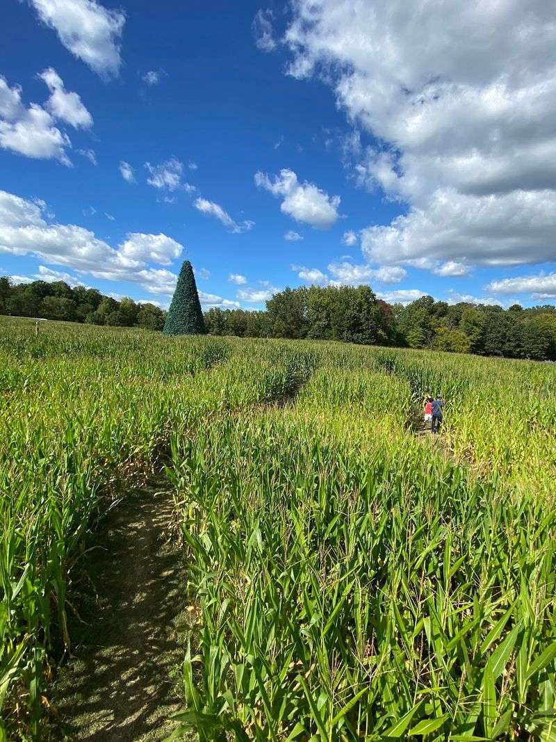 A Whodunnit Hidden in the Corn A Whodunnit Hidden in the Corn