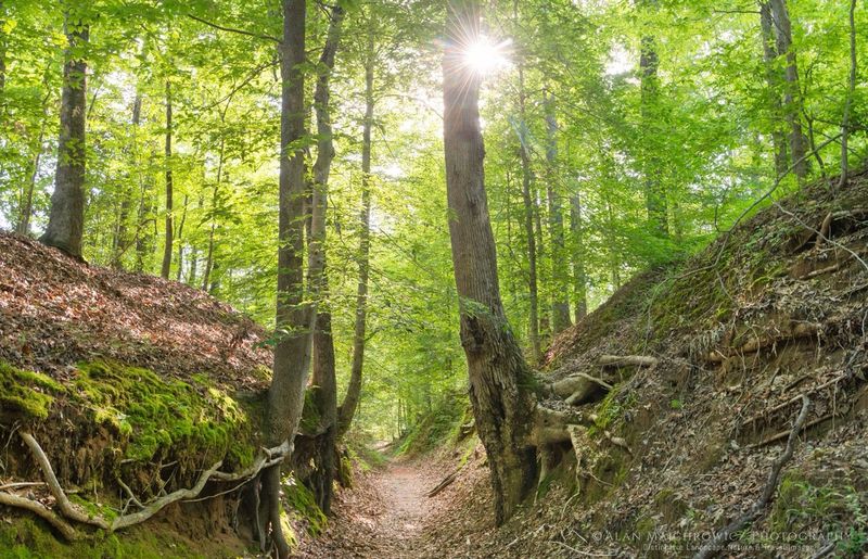 A Wild Corner Along the Natchez Trace A Wild Corner Along the Natchez Trace