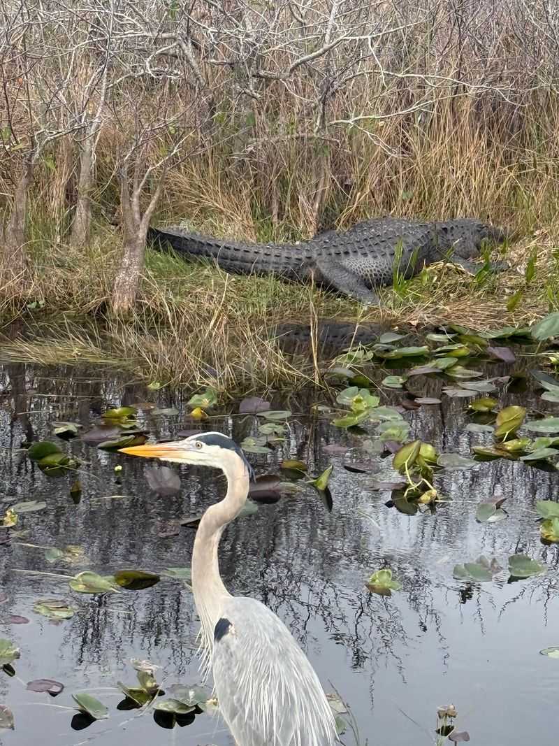 A Wildlife Show Beyond the Gators A Wildlife Show Beyond the Gators