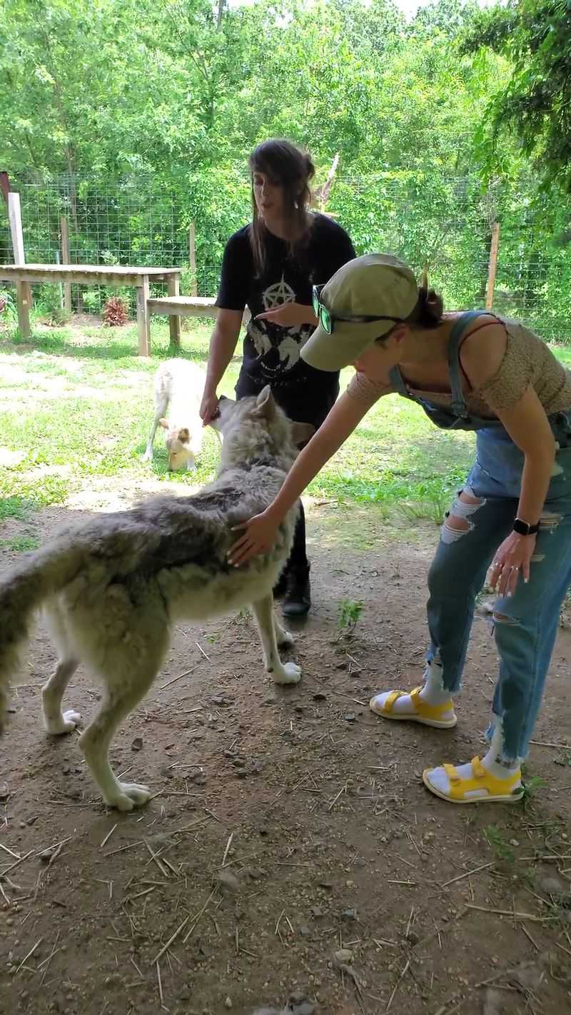 A Wolfdog Education Center In Jackson Township