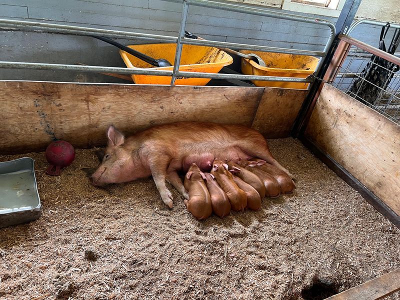 A Working Farm With Animals You Can Meet
