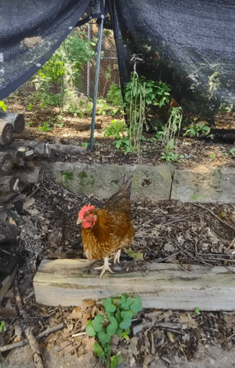A Working Farm With Friendly Chickens