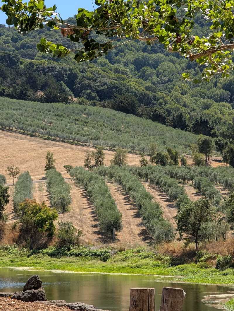 A Working Olive Estate in the Petaluma Hills A Working Olive Estate in the Petaluma Hills