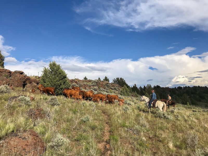 A Working Ranch at the End of Ham Brown Lane
