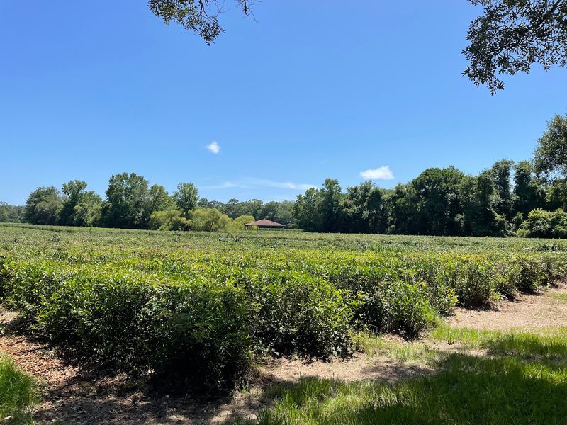 A Working Tea Farm on Wadmalaw Island