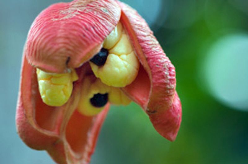 Ackee - Jamaica Ackee - Jamaica