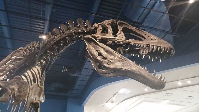 Acrocanthosaurus - Oklahoma's Official State Dinosaur