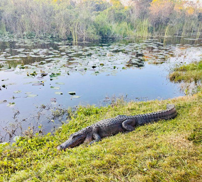 Alligators Lounging Right Beside You Alligators Lounging Right Beside You