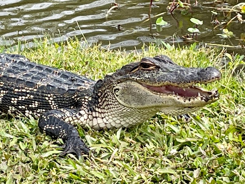 Alligators Sunning in the Bayou Alligators Sunning in the Bayou