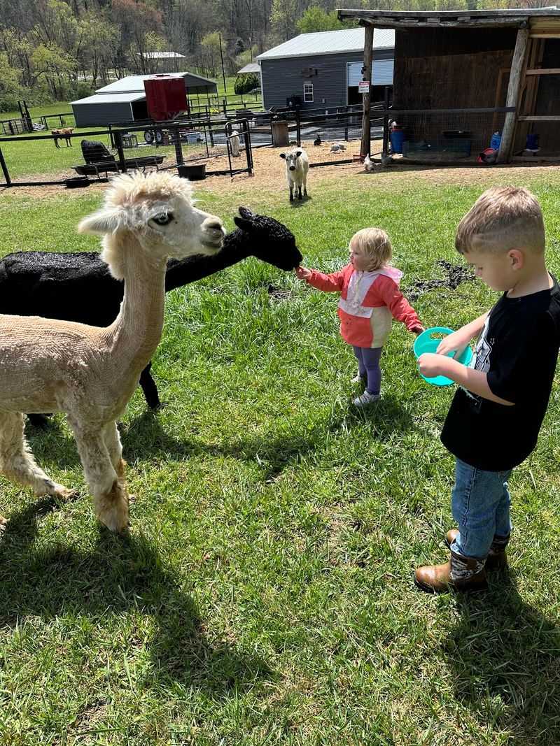 Alpacas That Crowd In for Snacks Alpacas That Crowd In for Snacks