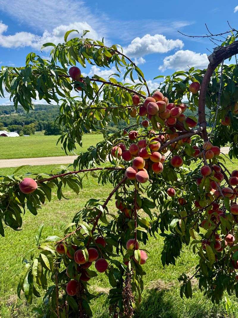 Alyson's Orchard, Walpole, New Hampshire Alyson's Orchard, Walpole, New Hampshire