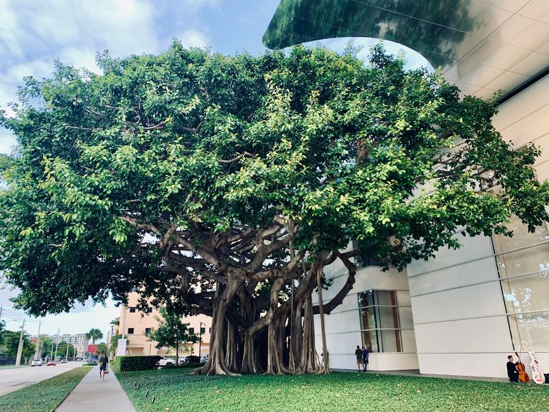 An Old Shade Tree and a Grand Front Lawn An Old Shade Tree and a Grand Front Lawn