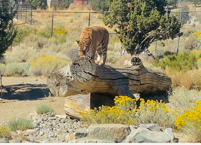 Animal Ark - Reno Animal Ark - Reno