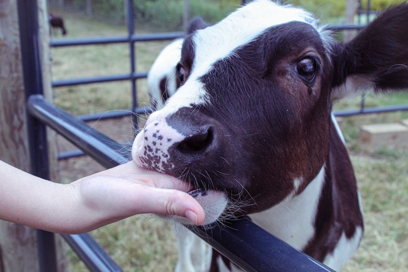 Animal Encounters That Feel Personal Animal Encounters That Feel Personal