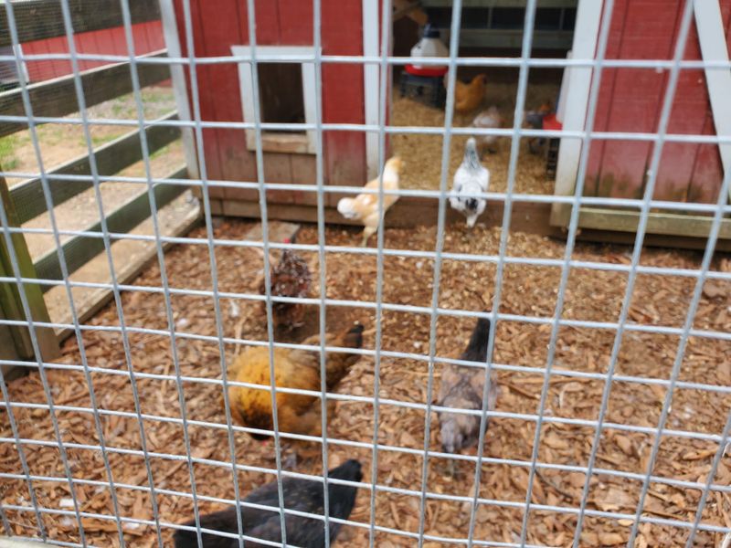 Animals, Chickens, and Farm Charm Animals, Chickens, and Farm Charm