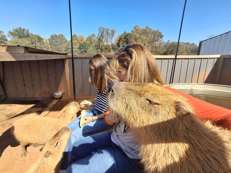 Animals That Are Loved Like Family