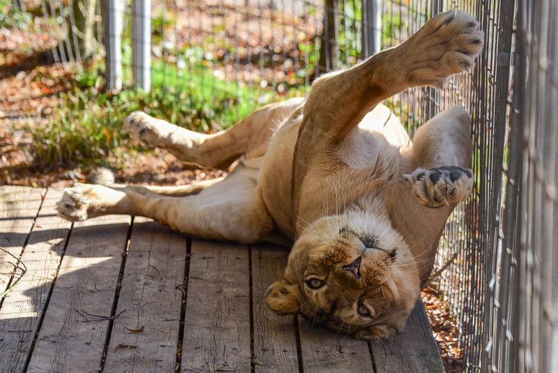 Animals That Clearly Live Well Animals That Clearly Live Well