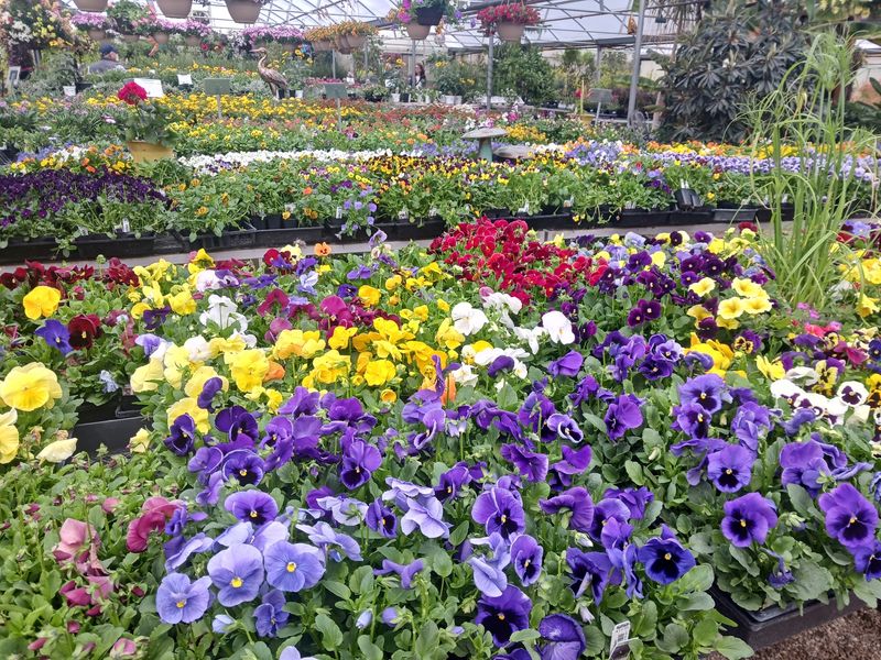 Annuals in Every Color You Can Imagine