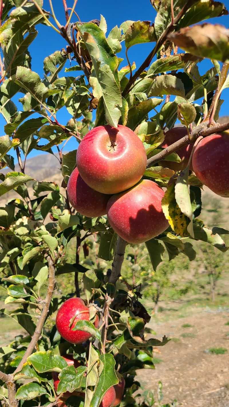 Apple Bags and Quiet Orchard Rows Apple Bags and Quiet Orchard Rows