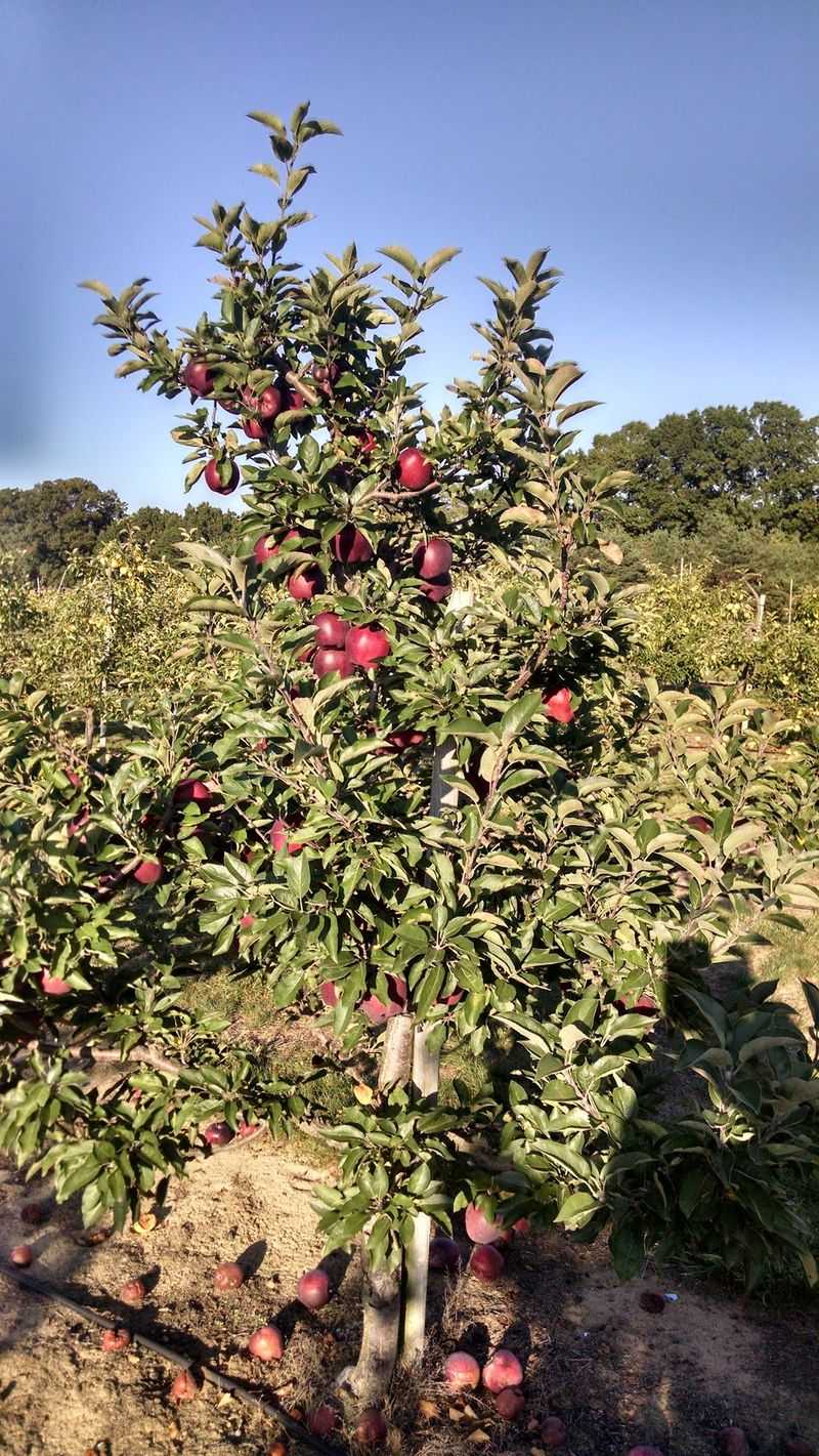 Apple Picking Across More Than 100 Acres of Michigan Orchard