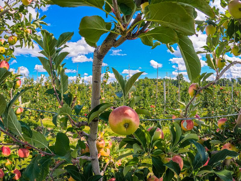 Apple Picking With Labeled Varieties Apple Picking With Labeled Varieties