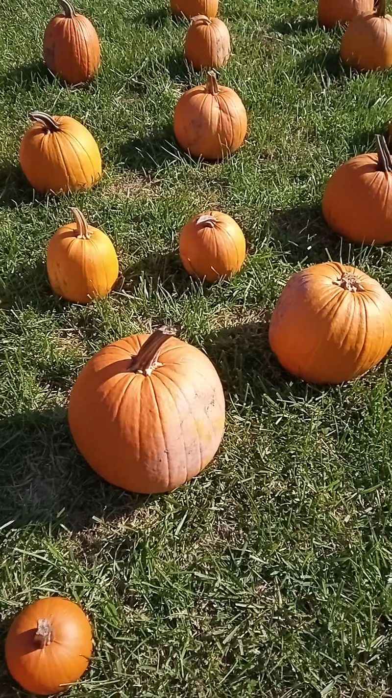 Apple Picking and Pumpkin Season Energy Apple Picking and Pumpkin Season Energy