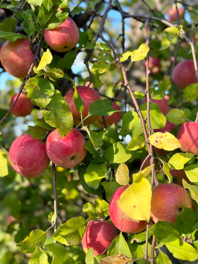 Apple Picking as an Autumn Tradition