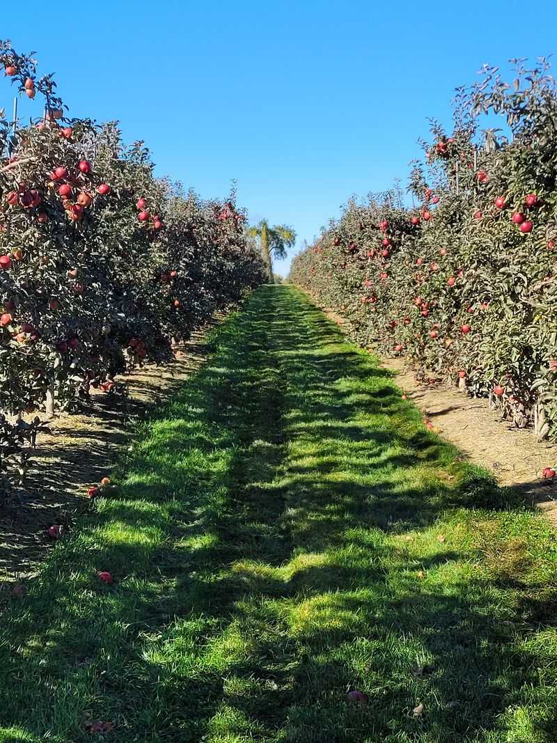 Apple Picking in the Orchard Rows Apple Picking in the Orchard Rows