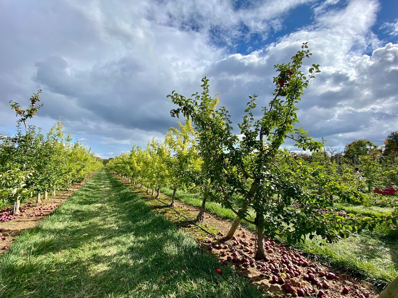 Apple Rows Made For Wandering