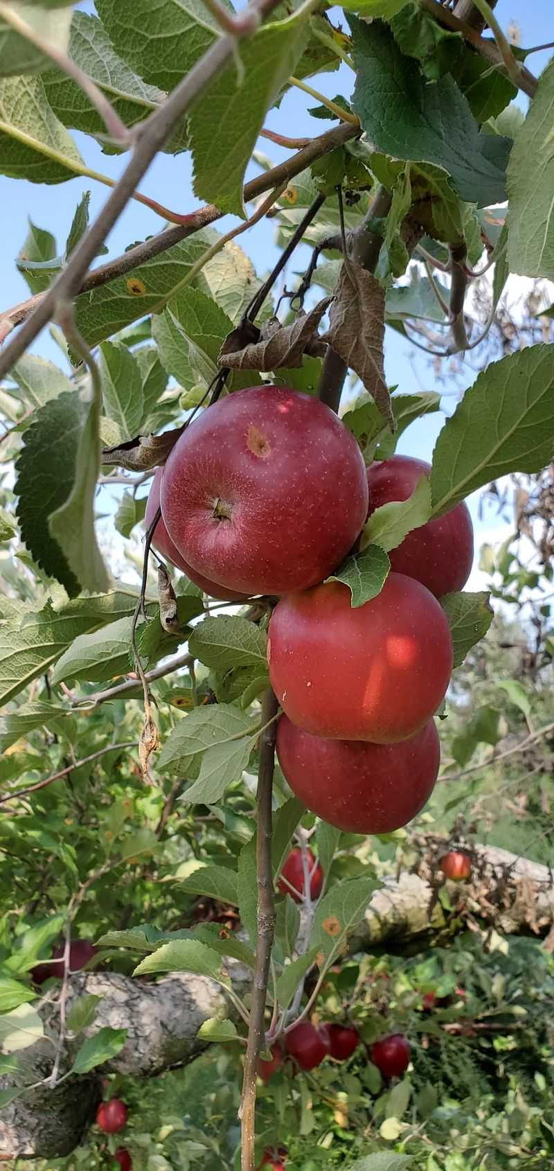Apple Varieties Worth Seeking Out