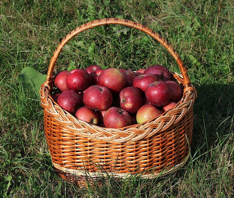 Apples Apples